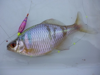 s-P1000408.jpg
